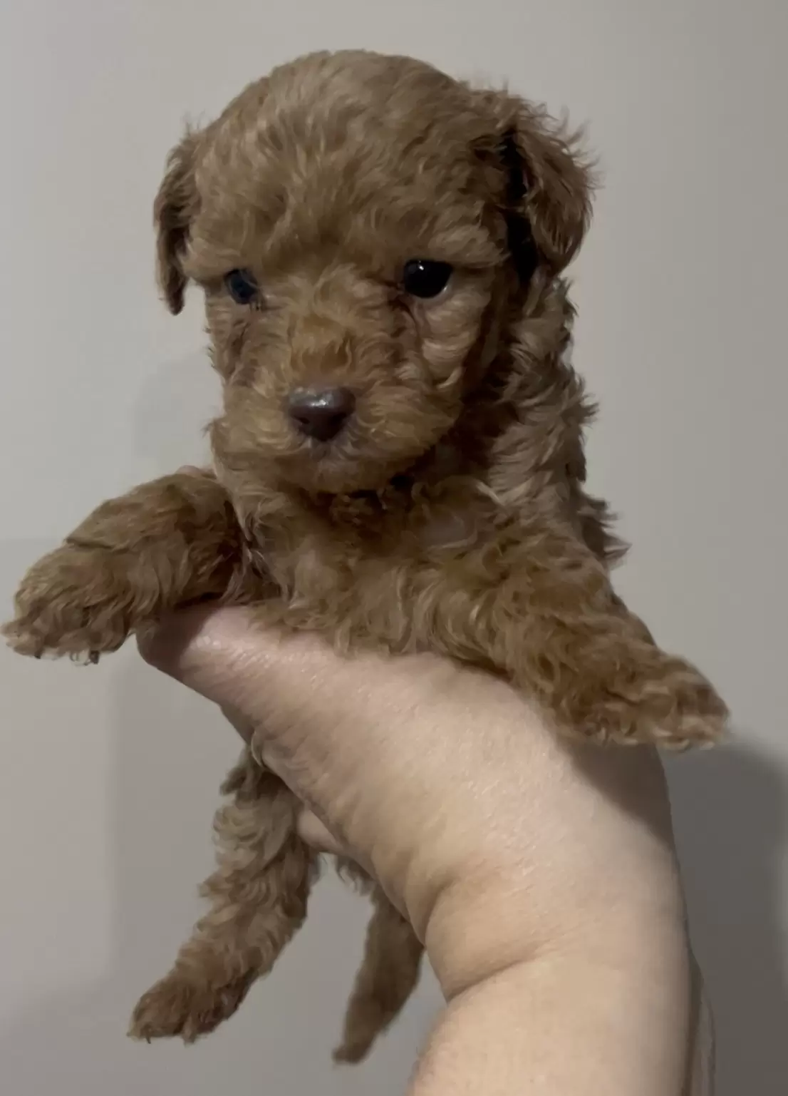 Poodle Red macho Whisky