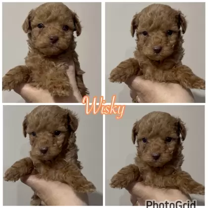 Poodle Red macho Whisky