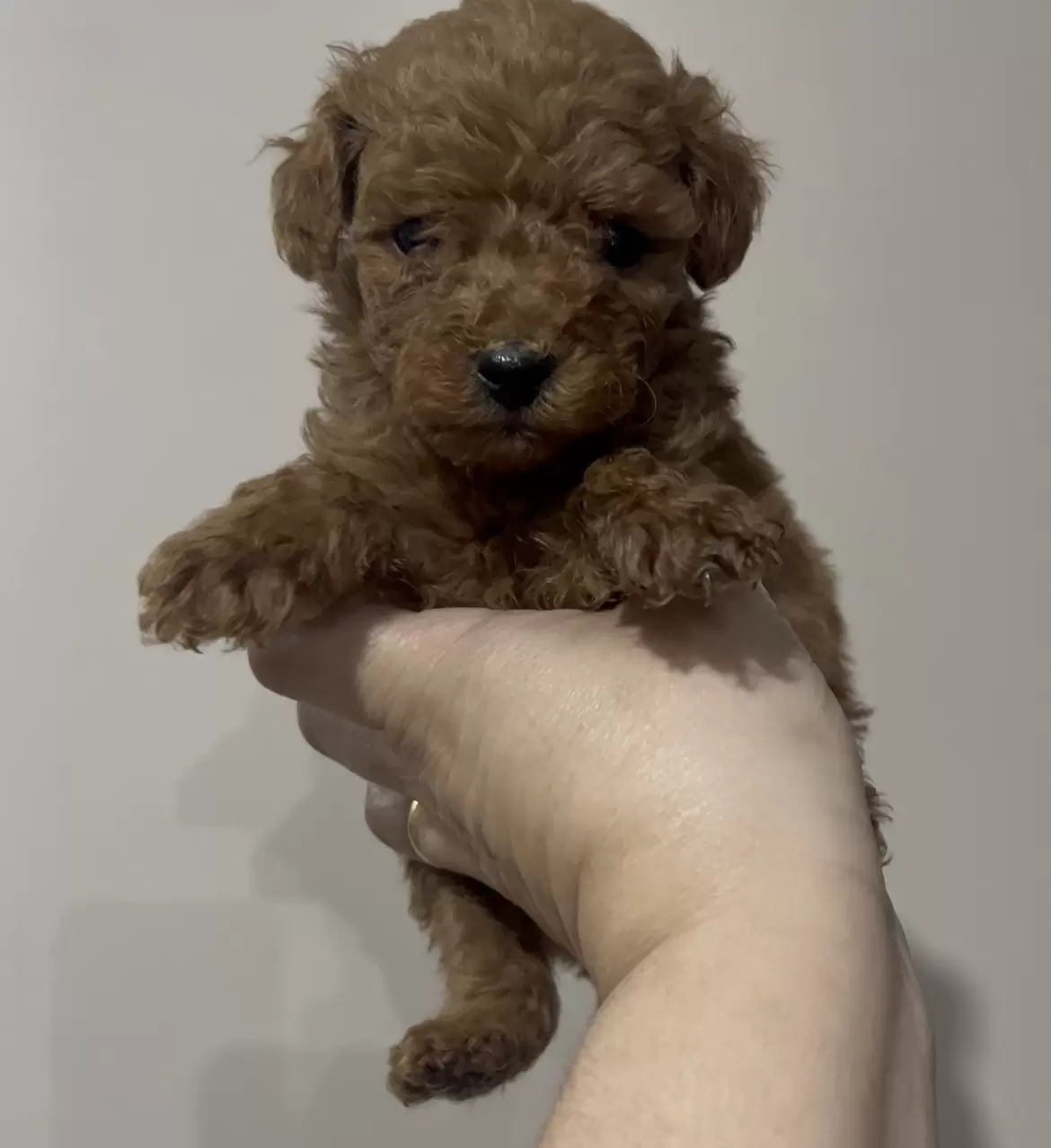 Poodle Red macho Brandy 