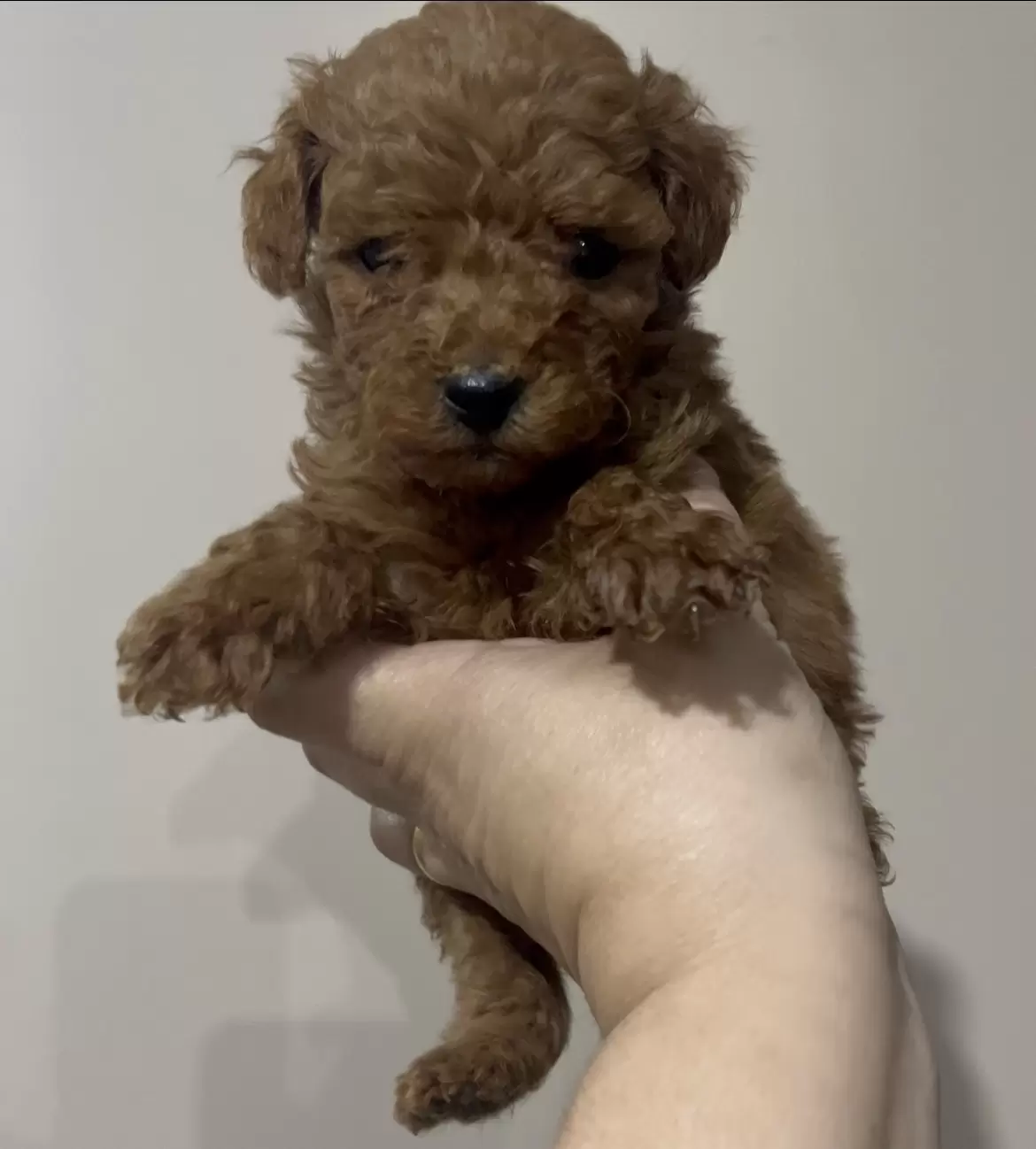 Poodle Red macho Brandy 