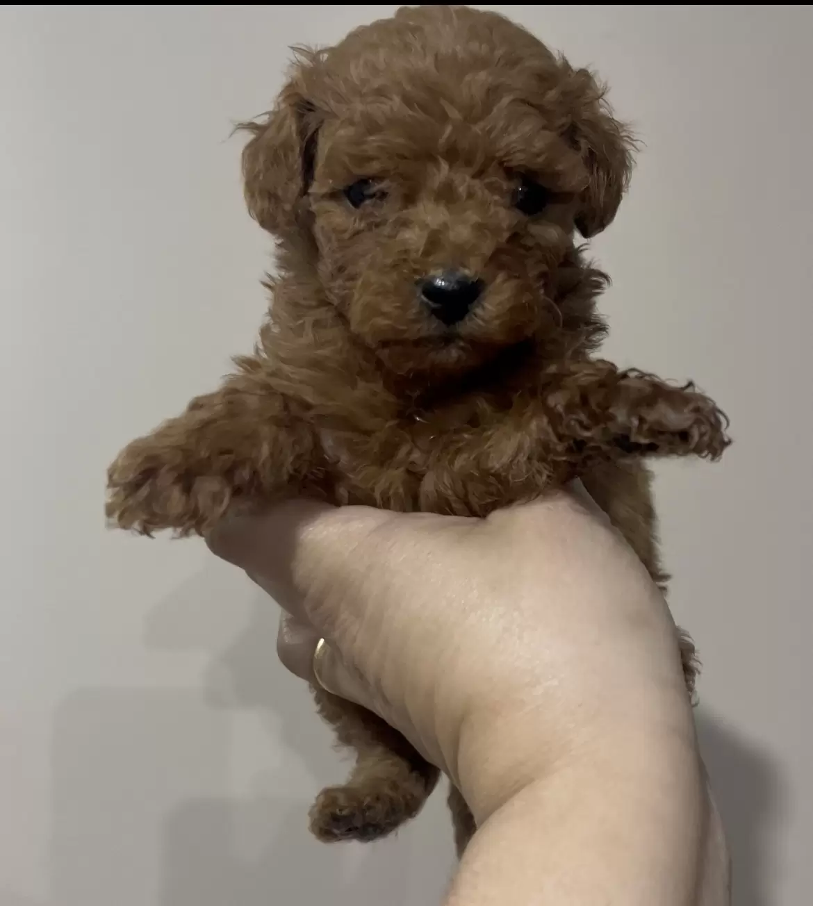 Poodle Red macho Brandy 