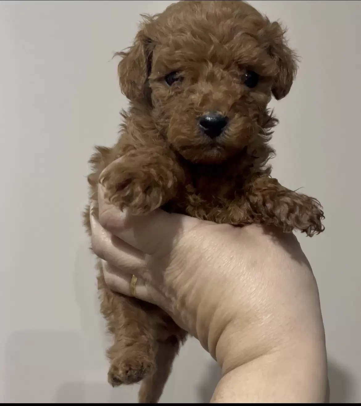 Poodle Red macho Brandy 