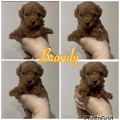Poodle Red macho Brandy 