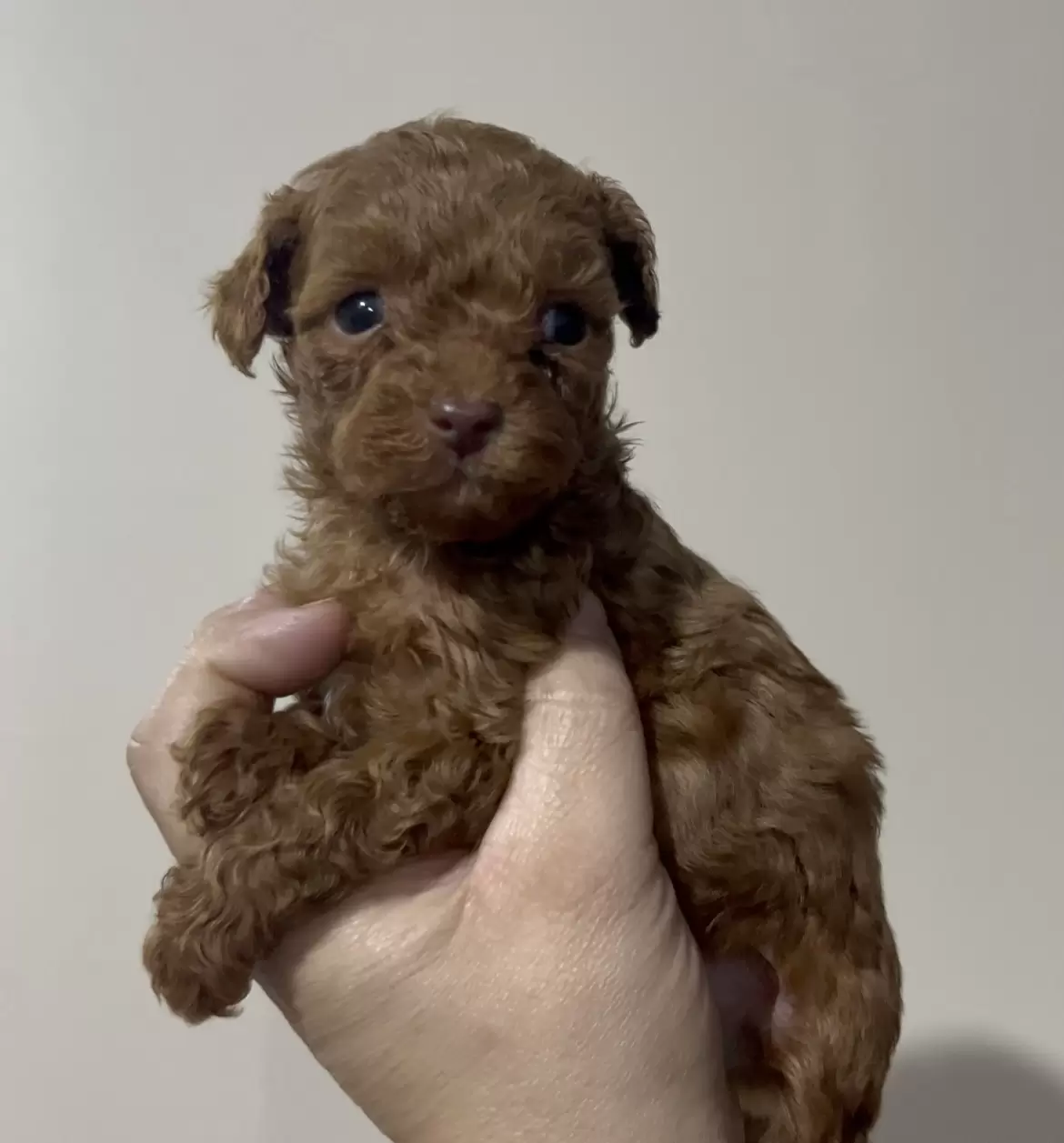 Poodle Red macho Mojito