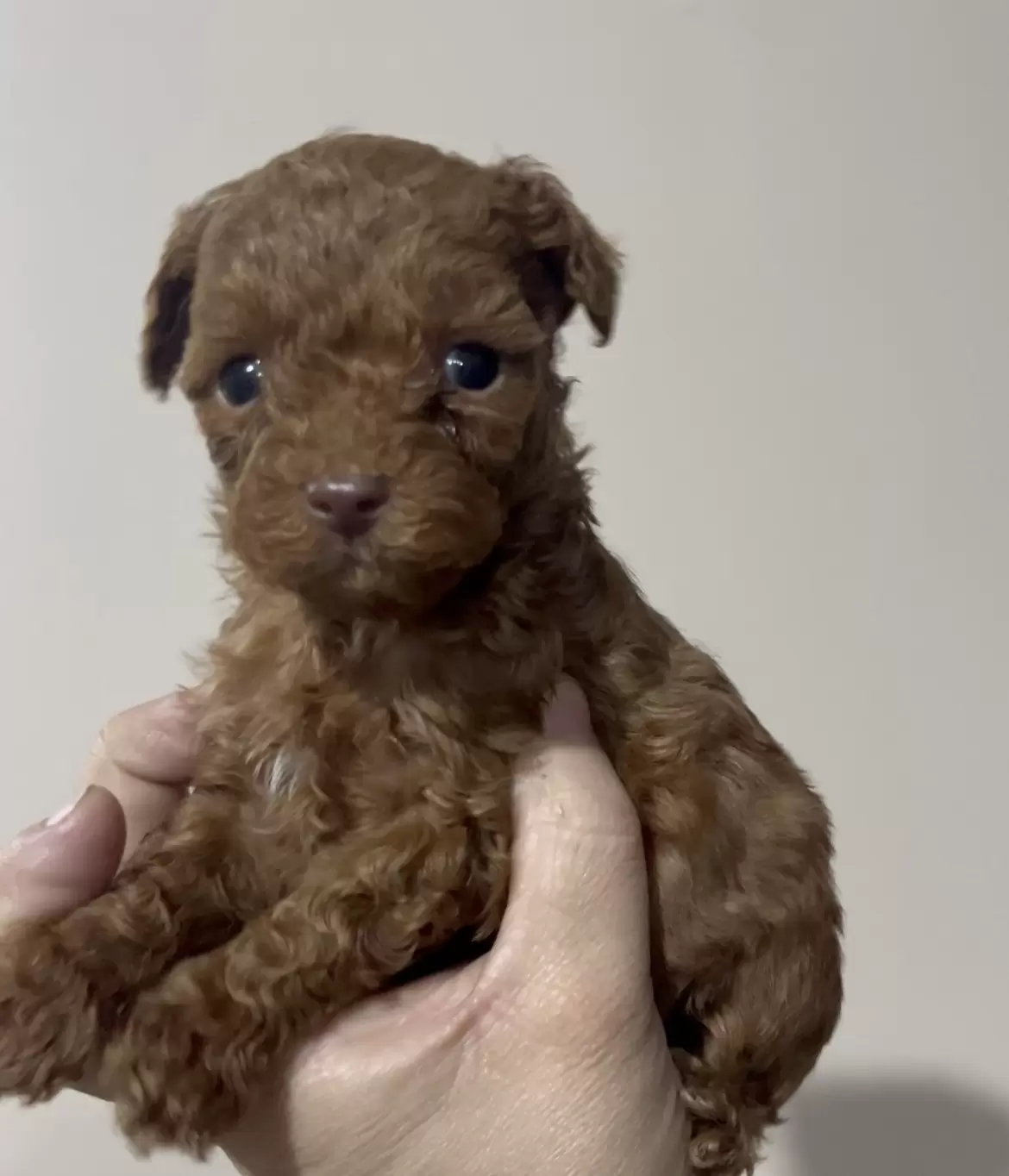 Poodle Red macho Mojito