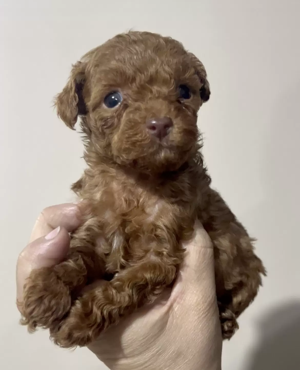 Poodle Red macho Mojito