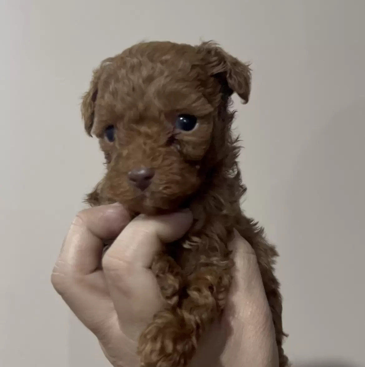 Poodle Red macho Mojito