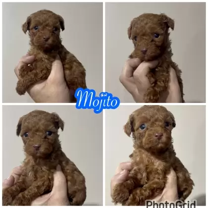 Poodle Red macho Mojito