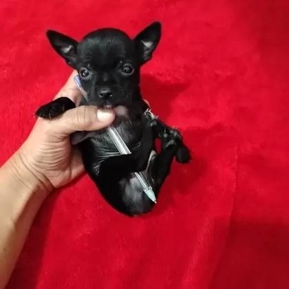Machinho Carvãozinho