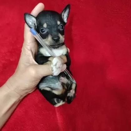 Feminha Luvinha