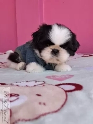 Shih Tzu macho pelagem branca e preta 001