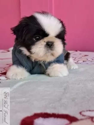 Shih Tzu macho pelagem branca e preta 001