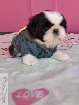 Shih Tzu macho pelagem branca e preta 001