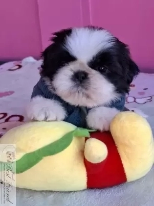 Shih Tzu macho pelagem branca e preta 001