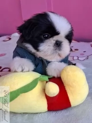 Shih Tzu macho pelagem branca e preta 001