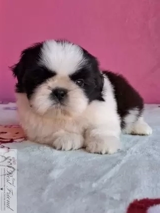 Shih Tzu macho pelagem branca e preta 001