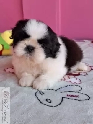 Shih Tzu macho pelagem branca e preta 001