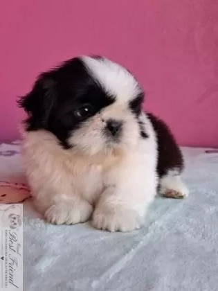 Shih Tzu macho pelagem branca e preta 001