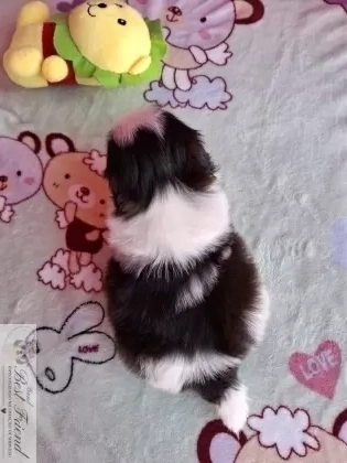 Shih Tzu macho pelagem branca e preta 001