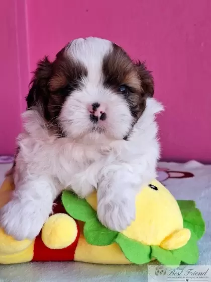Shih Tzu macho pelagem tricolor