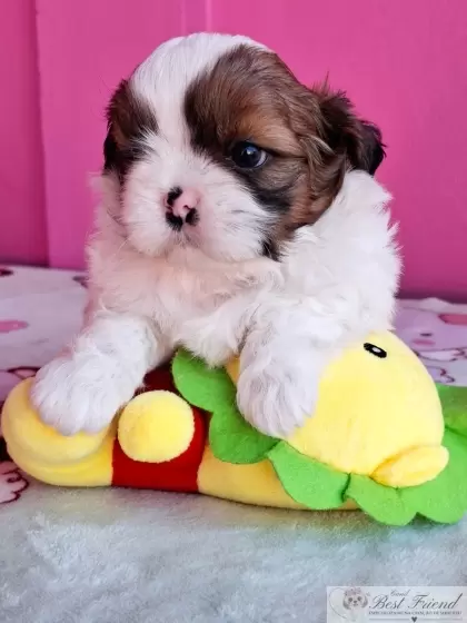 Shih Tzu macho pelagem tricolor