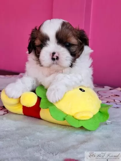 Shih Tzu macho pelagem tricolor