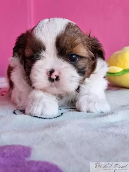 Shih Tzu macho pelagem tricolor