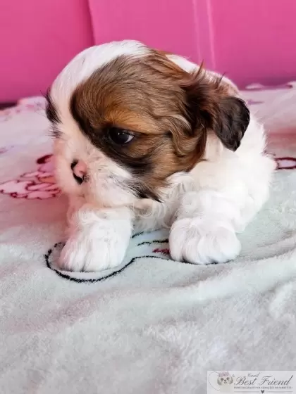 Shih Tzu macho pelagem tricolor