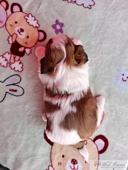 Shih Tzu macho pelagem tricolor