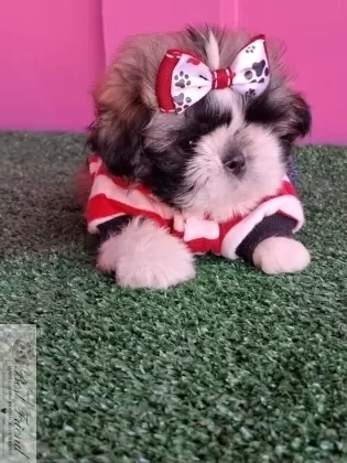 Shih Tzu macho,  pelagem tricolor. 0001