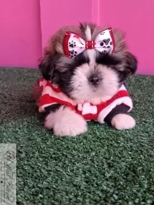 Shih Tzu macho,  pelagem tricolor. 0001