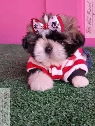 Shih Tzu macho,  pelagem tricolor. 0001
