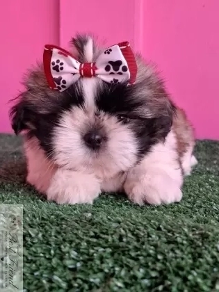 Shih Tzu macho,  pelagem tricolor. 0001