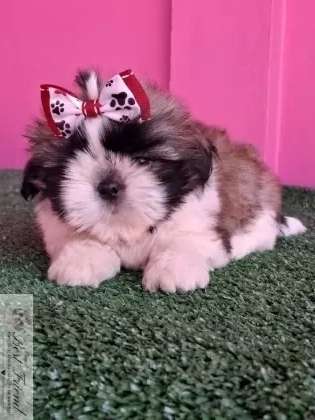 Shih Tzu macho,  pelagem tricolor. 0001