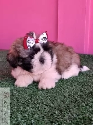 Shih Tzu macho,  pelagem tricolor. 0001