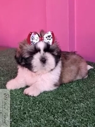Shih Tzu macho,  pelagem tricolor. 0001