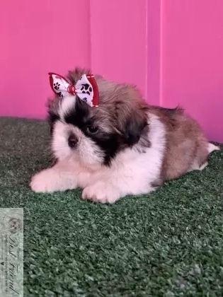 Shih Tzu macho,  pelagem tricolor. 0001