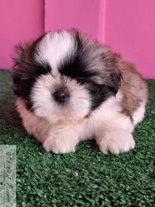 Shih Tzu macho,  pelagem tricolor. 0001