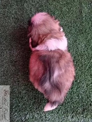 Shih Tzu macho,  pelagem tricolor. 0001