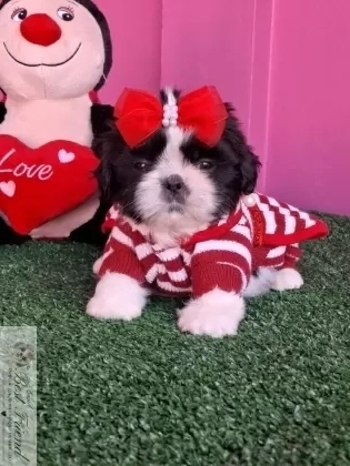 Filhote de Shih Tzu femea pelagem branca e preta
