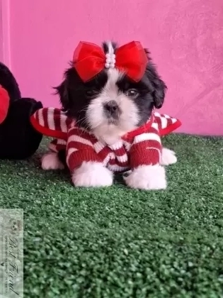 Filhote de Shih Tzu femea pelagem branca e preta