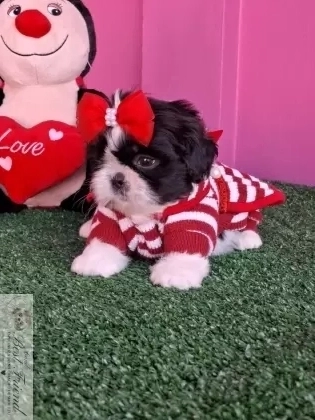 Filhote de Shih Tzu femea pelagem branca e preta