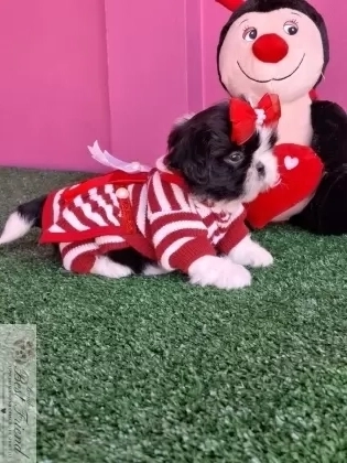 Filhote de Shih Tzu femea pelagem branca e preta