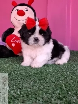 Filhote de Shih Tzu femea pelagem branca e preta