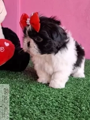 Filhote de Shih Tzu femea pelagem branca e preta