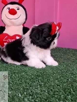 Filhote de Shih Tzu femea pelagem branca e preta