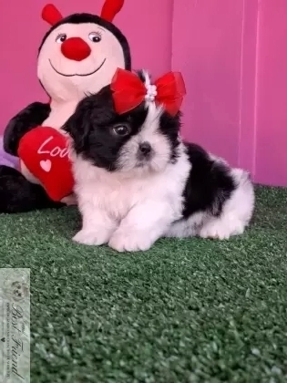 Filhote de Shih Tzu femea pelagem branca e preta