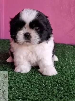 Filhote de Shih Tzu femea pelagem branca e preta