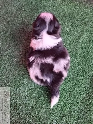 Filhote de Shih Tzu femea pelagem branca e preta